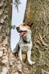 Little Jack Russell Terrier dog is climbing up a huge tree