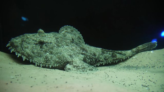 Monkfish anglerfish lophius underwater on sand Montpellier seaquarium