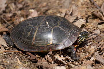 Painted Turtle