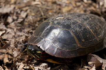 Painted Turtle Portrait 