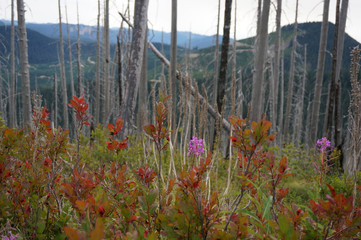 Fireweed Cascade Mountains