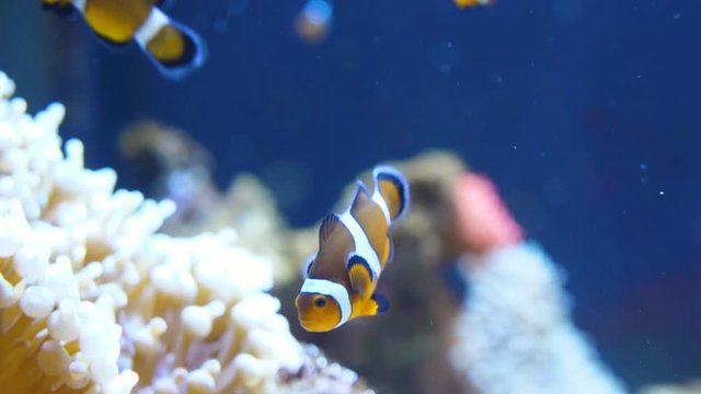 Clownfish or anemonefish swimming next to an anemone and corals.