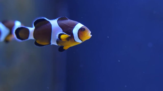 Macro clownfish shot swimming out of frame blue background