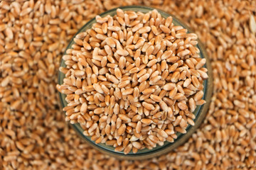 Wheat grains in a bag. Close-up. The background is blurred.
