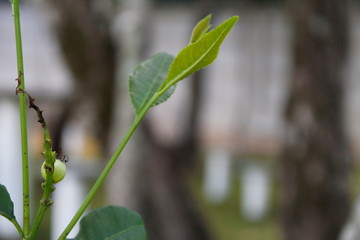 Planta