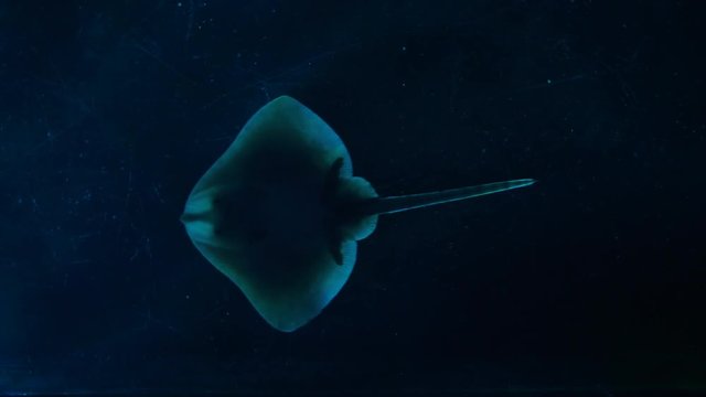  underneath view of a small ray swimming right to left dark background. Aquarium