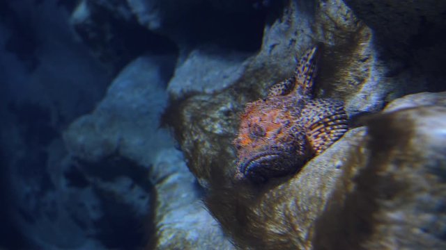 Red scorpionfish, Bigscale scorpionfish, large-scaled scorpion fish or Rascasse (Scorpaena scrofa) on a rock