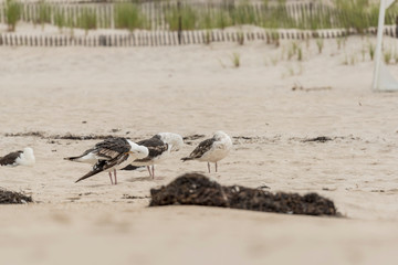 Dune Road Seagulls