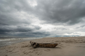 Dune Road Driftwood
