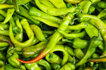 Pods of green bitter pepper. Vegetables in the market. Close-up.
