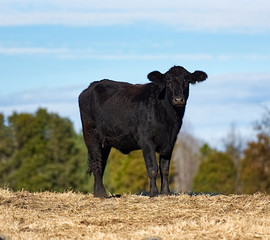 A black angus cow standing on top of a hill looking at the camera against a blue sky. © Joe