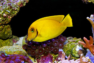 Lemon Tang aka Chocolate tang 
(Acanthurus sp.) 