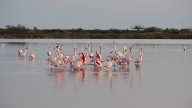 flock of flamingos in lake courtship showing their wings slow motion France Camargue Phoenicopterus roseus
