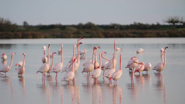Pink Flamingos showing off their wings during courtship. France Camargue pond
