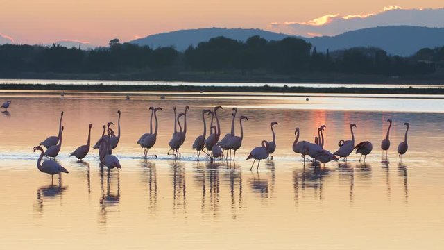 Amazing sunset light with pink flamingos in a barrier pond. France