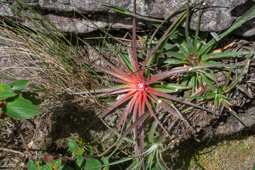 tree in garden