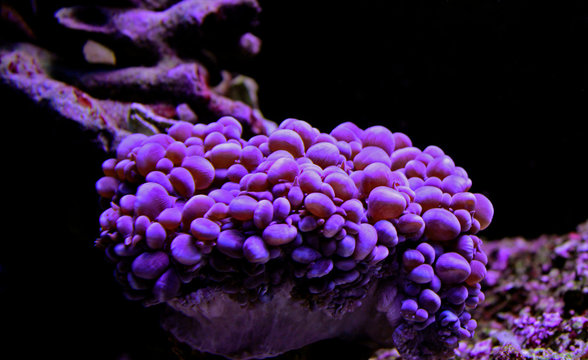 Bubble Coral, Pearl LPS coral 
(Physogyra sp.) 