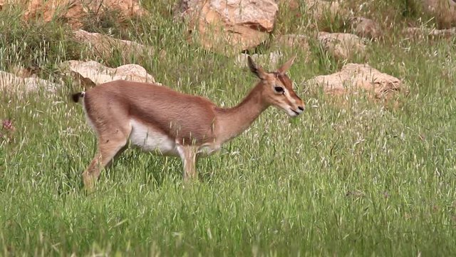 Israeli mountain gazelle in the field eating grass