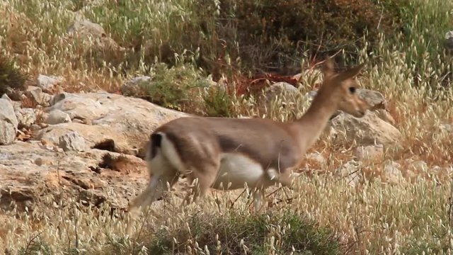Israeli mountain gazelle walking in the field