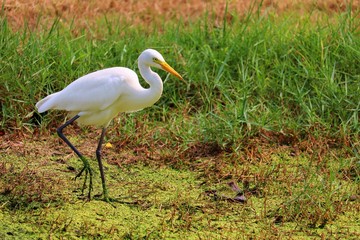egret