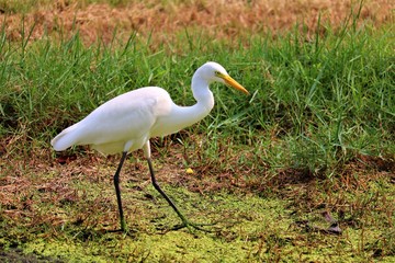 egret