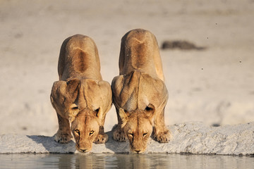thirsty lions