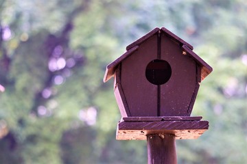 Squirrel house