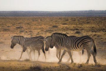 Fototapeta na wymiar Zebras caminhando