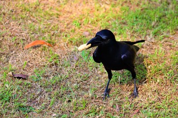 crow