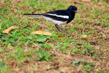 blackbird on the grass