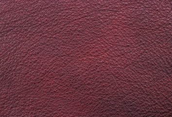 Sample texture of genuine leather burgundy colour. Material of animal origin. Close-up.