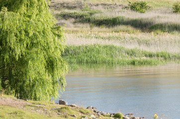 Obraz premium Willow next to a lake
