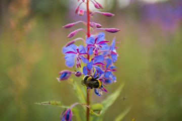 Bumblebee on a flower