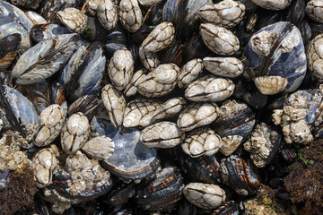 Fototapeta na wymiar Mussels and barnacles close up on the Oregon coast, USA