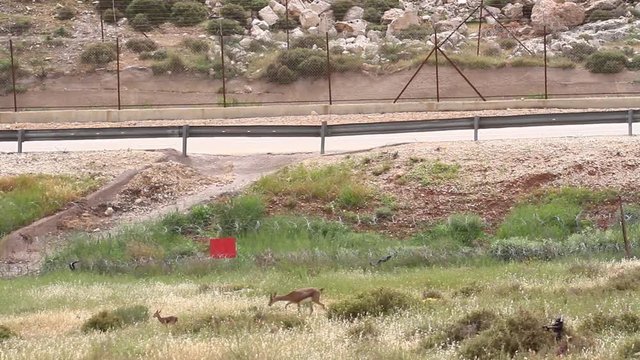 Israeli mountain gazelle near Jerusalem fence wall