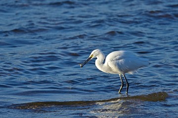 獲物をゲットしたコサギ