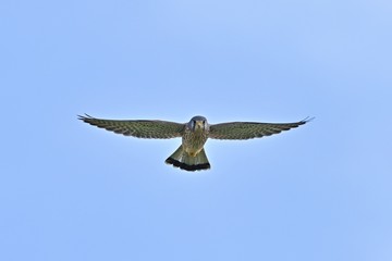 正面からのチョウゲンボウ飛翔シーン