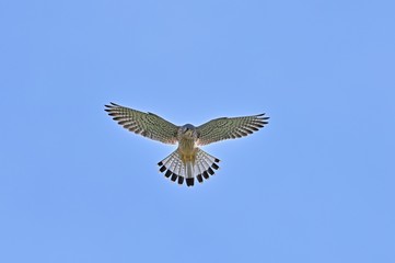 頭上でホバリングするチョウゲンボウ