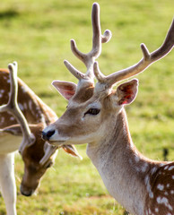 Obraz premium Closeup Look of Reindeers Running Around in Latvia