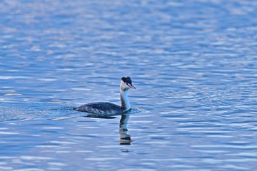 西日に染まる水面を優雅に泳ぐカンムリカイツブリ
