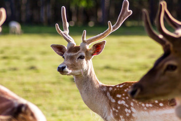 Closeup Look of Reindeers Running Around in Latvia