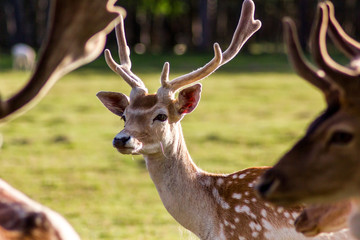 Closeup Look of Reindeers Running Around in Latvia