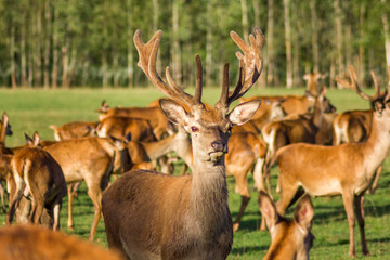 Closeup Look of Reindeers Running Around in Latvia