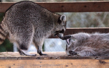 Playing raccoon Procyon lotor pair on a porch