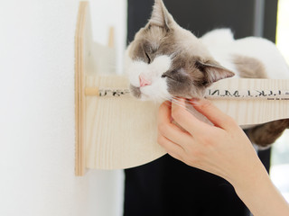 Portrait of a cute long Haired Bi-Color Brown White Ragdoll Cat lying in its nest on wall with eyes closed and enjoying stroke, sleepy and comfortable expression.