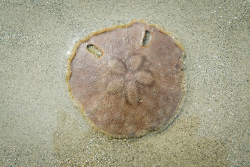 Closeup view of sand dollar