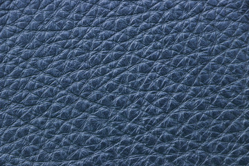 Sample texture of genuine leather blue colour. Material of animal origin. Close-up.