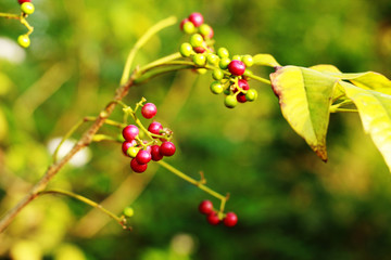Lingonberry plant with fruits