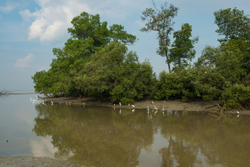 Egrets eating fishes during low tide at the mangrove