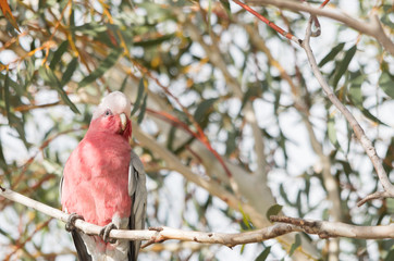 Galah perched in a tree